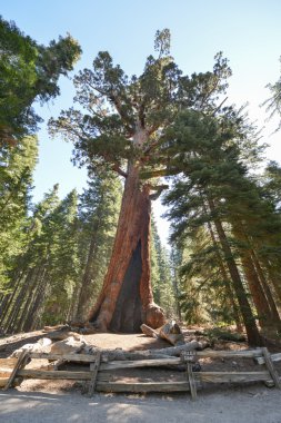 Kır saçlı Dev Sequoia Mariposa Grove, Yosemite