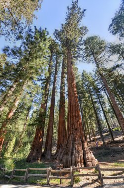 Lisans ve üç Graces, Mariposa Grove, Yosemite
