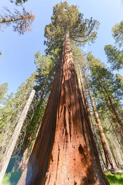 SEQUOIAS i Mariposa Grove i Yosemite National Park — Stockfoto