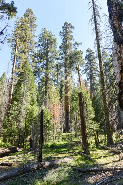 Sequoias em Mariposa Grove, Parque Nacional de Yosemite — Fotografia de Stock