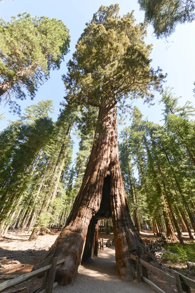 Puerta Sequoia en Mariposa Grove, Parque Nacional Yosemite — Foto de Stock
