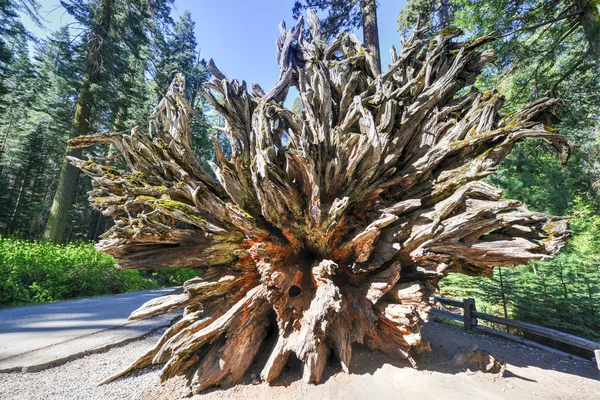 Düşmüş Sequoia Mariposa Grove, Yosemite Milli Parkı — Stok fotoğraf