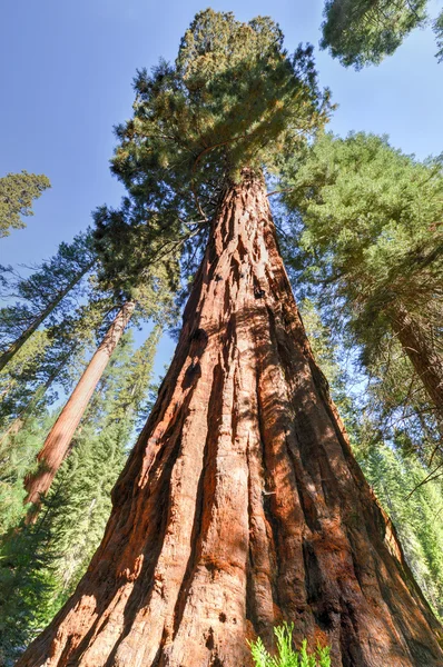 Sequoias en Mariposa Grove, Parque Nacional Yosemite — Foto de Stock