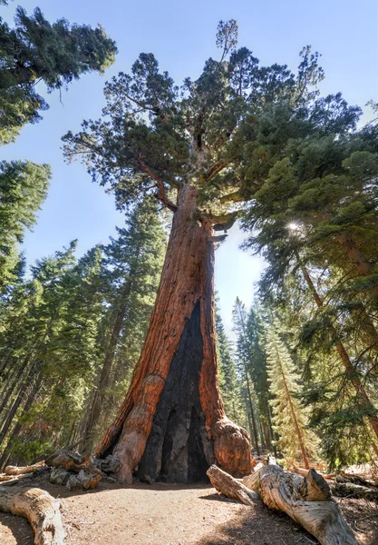 Grizzly Giant Sequoia in Mariposa Grove, Йосемити — стоковое фото