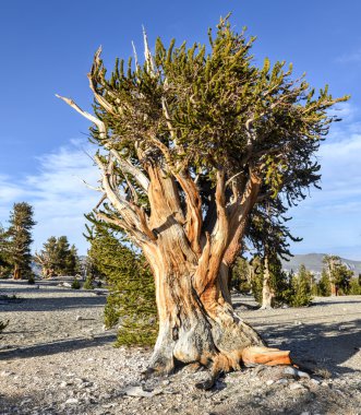 Antik bristlecone çamı ormanıyla
