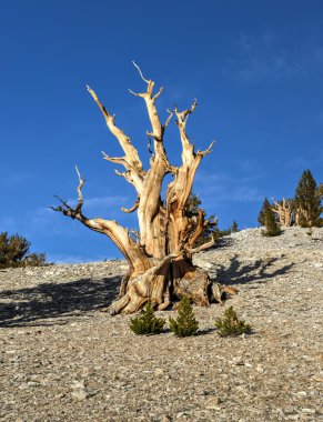 Antik bristlecone çamı ormanıyla
