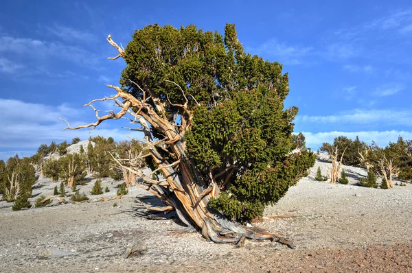 Gamla bristlecone tallskog — Stockfoto