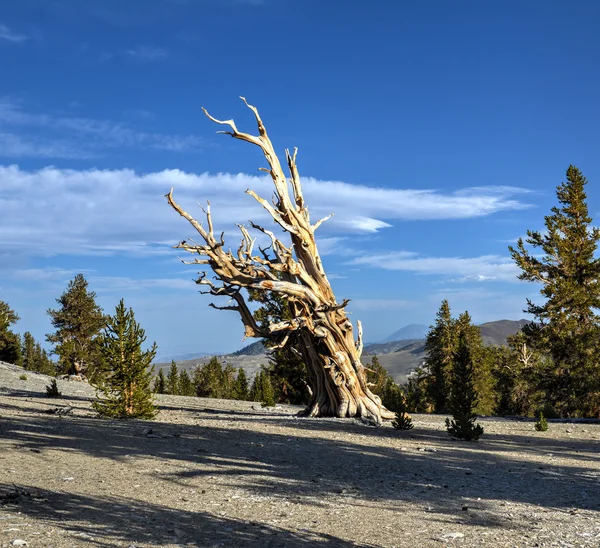 Ancient Bristlecone Pine Forest — Stock Photo, Image