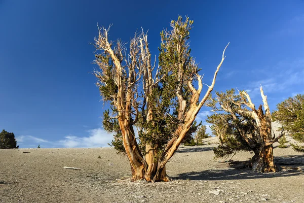 Gamla bristlecone tallskog — Stockfoto