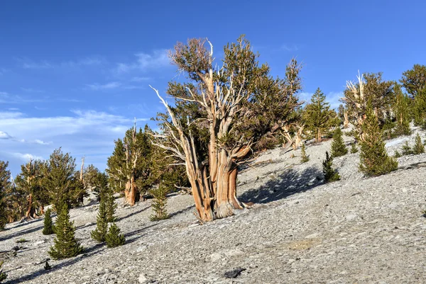 Antik bristlecone çamı ormanıyla — Stok fotoğraf