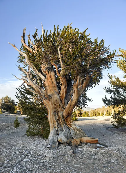 Gamla bristlecone tallskog — Stockfoto