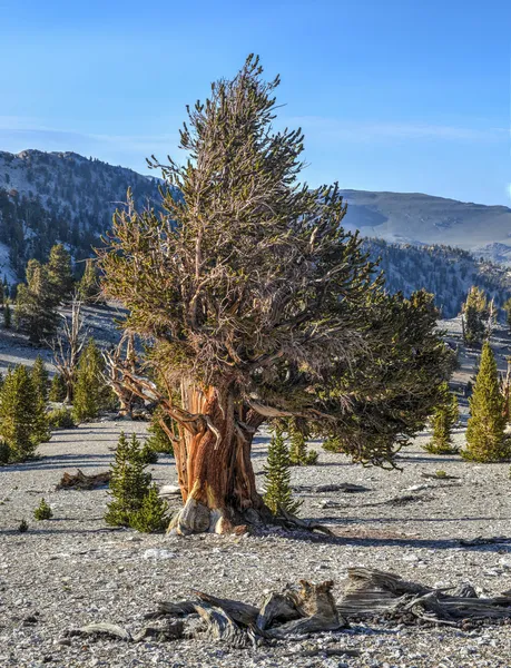 Antiguo bosque de pino Bristlecone — Foto de Stock