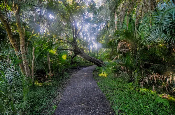 Parc des chutes Victoria, zimbabwe — Foto Stock