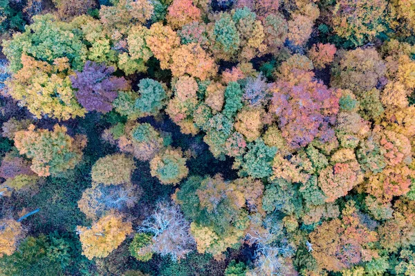Vista Aérea Arriba Hacia Abajo Árboles Coloridos Otoño Vermont — Foto de Stock
