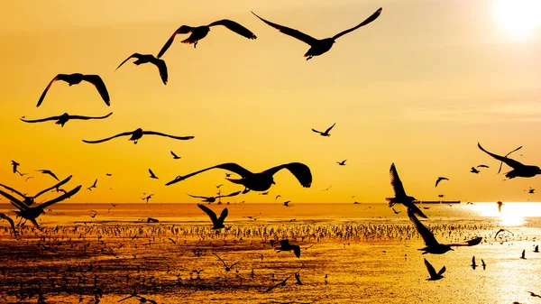 Gün batımından sarı arka planı olan martı görüntüsü