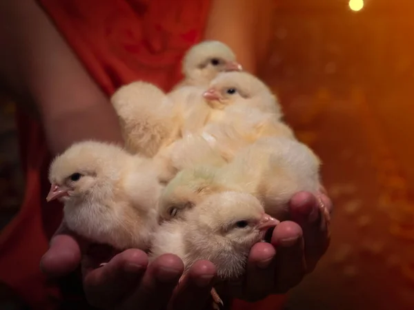 Bir grup civcivi kadın sahibinin iki eliyle tut. 