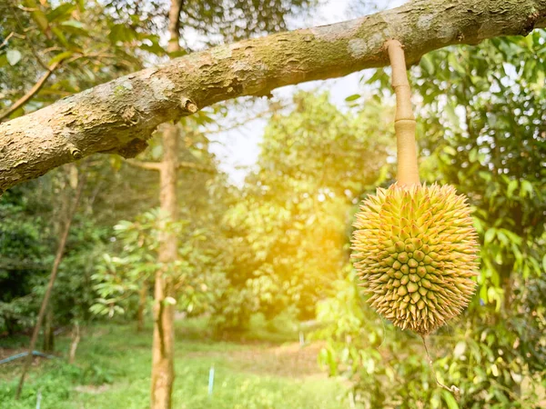 Sarı ışık arka planında küçük durain meyveleri, ve bu yaz mevsimi başlamak için.  