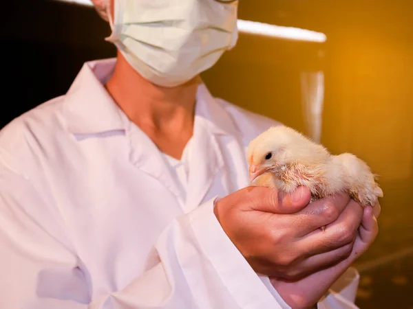 The woman doctor hold the small yellow baby chicken her hand with yellow light background