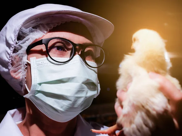 The woman wiht doctor suit and eye glass looking at the chicken in her hand to inspect the chickedn quality in the laboratory with yellow light