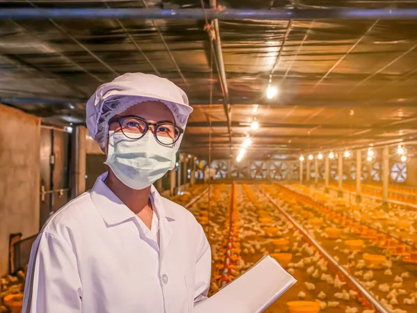 The woman was checking the quality of baby chicken in the agriculture business with the yellow light background and copy space