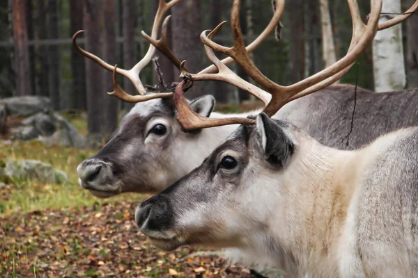 Two reindeer heads — Stock Photo, Image