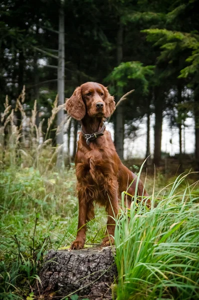 Setter irlandés de pie en el prado con el fondo del bosque —  Fotos de Stock