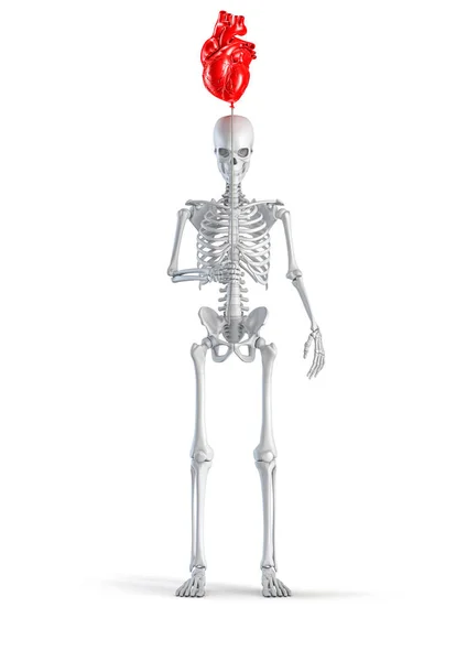带心脏气球的骷髅 在白色工作室背景下隔离的手持红色塑料解剖心形气球的男性骷髅人像的三维图解 — 图库照片