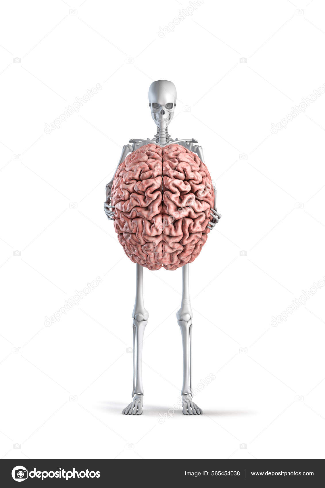 Skeleton Brain Illustration Male Human Skeleton Figure Holding
