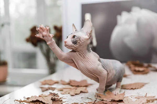 Don sphynx kitten playing with autumn orange leaves on gray background — Stock Photo, Image
