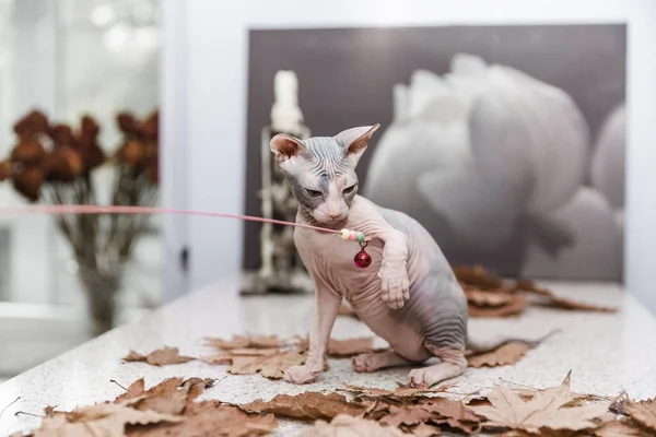 Don sphynx kitten playing with autumn orange leaves on gray background — Stock Photo, Image