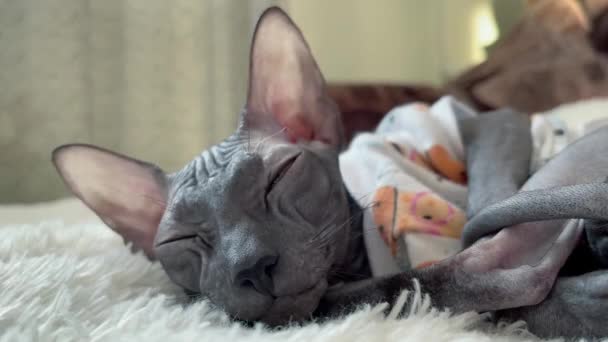 Донський сфінкс кіт одягнений у футболку і спить на затишному дивані — стокове відео