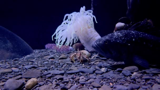 Kanker kluizenaar, anemoon, vis op rotsachtige zeebodem — Stockvideo