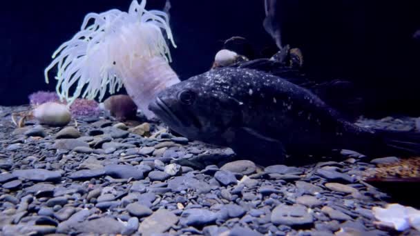 Pustelnik nowotworowy, anemon, ryby na skalistym dnie morza — Wideo stockowe