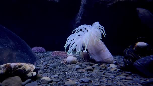 Krebseinsiedler, Anemone, Fische auf felsigem Meeresgrund — Stockvideo