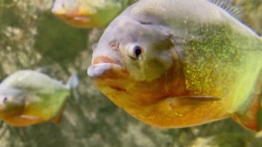 Amazon 'daki kırmızı piranalar ya da okyanustaki akvaryumlar