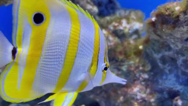 Colorato pesce tropicale helmon giallo nuotare sul fondo roccioso del mare — Video Stock