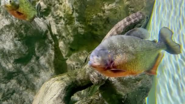 Vörös piranha közel Amazonas vagy akvárium oceanarium — Stock videók