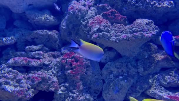 Coloridos peces tropicales nadando sobre el fondo rocoso del mar — Vídeo de stock
