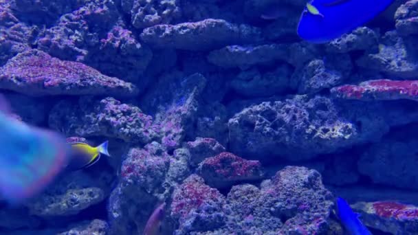 Kayalık deniz tabanında yüzen renkli tropikal balıklar — Stok video
