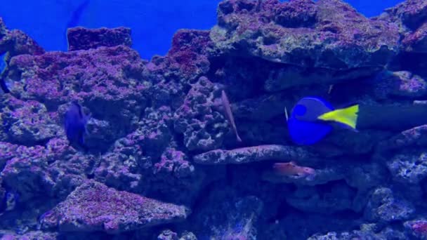 Coloridos peces tropicales nadando sobre el fondo rocoso del mar — Vídeos de Stock