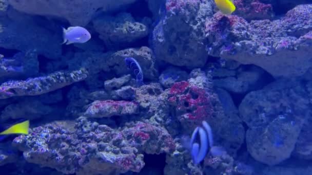 Coloridos peces tropicales nadando sobre el fondo rocoso del mar — Vídeos de Stock