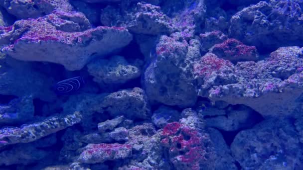 Барвисті тропічні риби плавають над скелястим морським дном — стокове відео