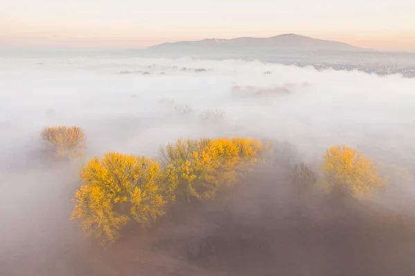 Yellow Trees Autumn Foggy Morning — Stockfoto