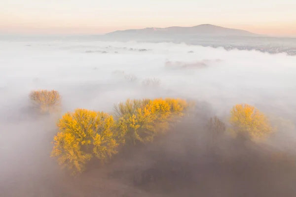 霧深い朝の秋の黄色の木 ストック写真