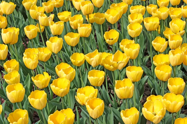 Yellow tulips — Stock Photo, Image