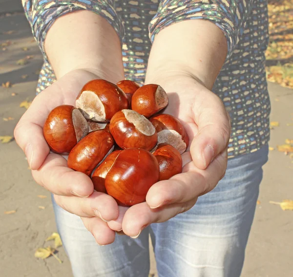 Conker kämmenissä — kuvapankkivalokuva