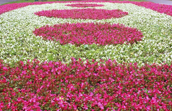 Красно-белые цветы Бегонии — стоковое фото