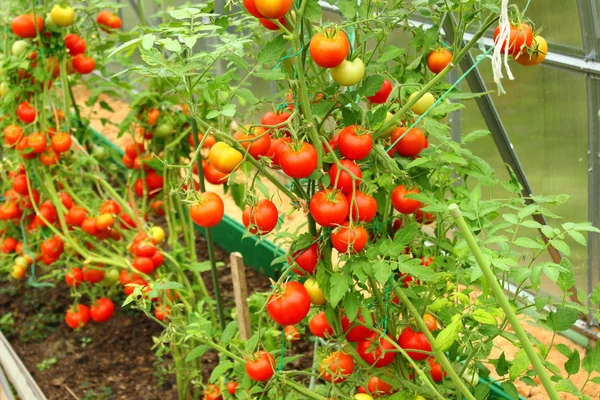 Red tomatoes in a greenhouse — Stock Photo, Image