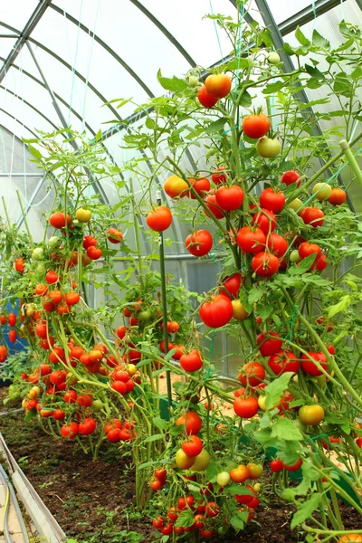 Czerwone pomidory w szklarni — Zdjęcie stockowe