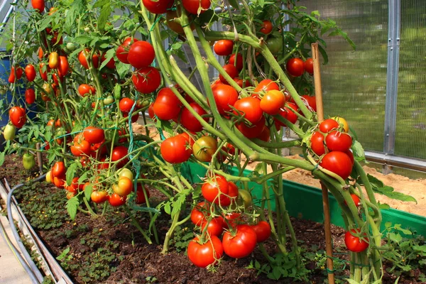 Röda tomater i ett växthus — Stockfoto